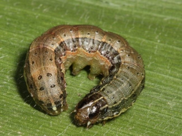 Fall armyworm larvae 